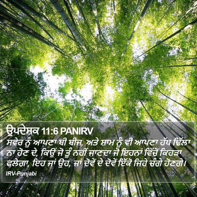 ਉਪਦੇਸ਼ਕ 11:6 PANIRV Bible Verse Image