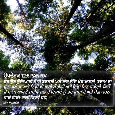 ਉਪਦੇਸ਼ਕ 12:5 PANIRV Bible Verse Image