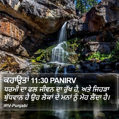 ਕਹਾਉਤਾਂ 11:30 PANIRV Bible Verse Image