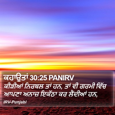 ਕਹਾਉਤਾਂ 30:25 PANIRV Bible Verse Image