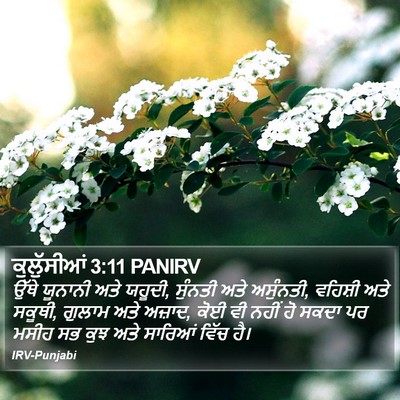 ਕੁਲੁੱਸੀਆਂ 3:11 PANIRV Bible Verse Image