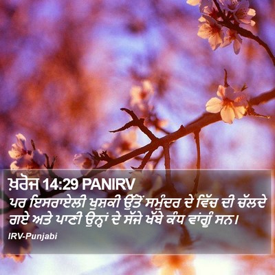 ਖ਼ਰੋਜ 14:29 PANIRV Bible Verse Image