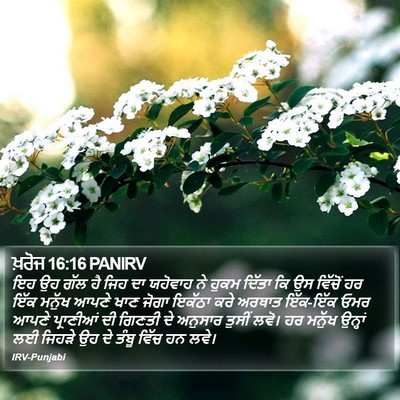 ਖ਼ਰੋਜ 16:16 PANIRV Bible Verse Image