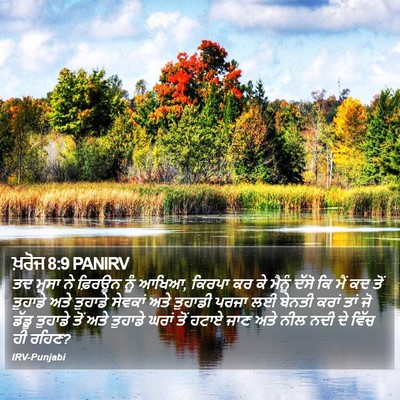 ਖ਼ਰੋਜ 8:9 PANIRV Bible Verse Image