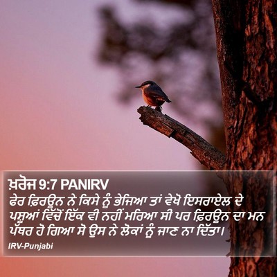 ਖ਼ਰੋਜ 9:7 PANIRV Bible Verse Image