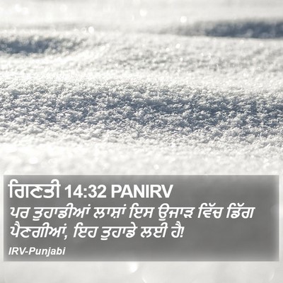 ਗਿਣਤੀ 14:32 PANIRV Bible Verse Image
