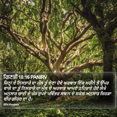 ਗਿਣਤੀ 18:16 PANIRV Bible Verse Image