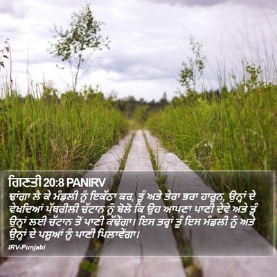 ਗਿਣਤੀ 20:8 PANIRV Bible Verse Image