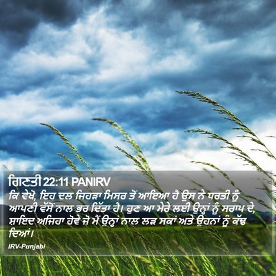 ਗਿਣਤੀ 22:11 PANIRV Bible Verse Image