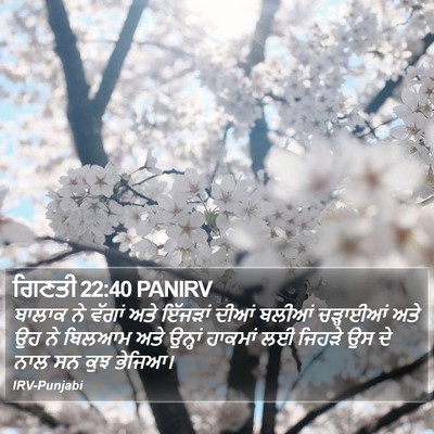 ਗਿਣਤੀ 22:40 PANIRV Bible Verse Image