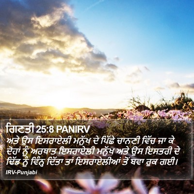 ਗਿਣਤੀ 25:8 PANIRV Bible Verse Image