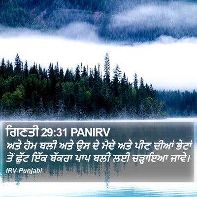 ਗਿਣਤੀ 29:31 PANIRV Bible Verse Image