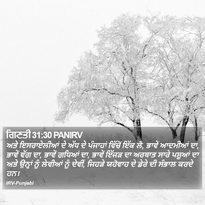 ਗਿਣਤੀ 31:30 PANIRV Bible Verse Image
