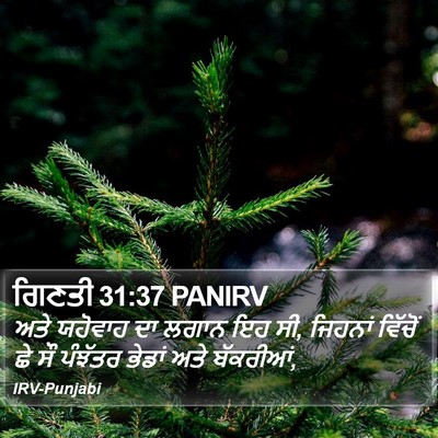 ਗਿਣਤੀ 31:37 PANIRV Bible Verse Image