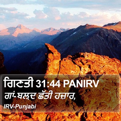 ਗਿਣਤੀ 31:44 PANIRV Bible Verse Image