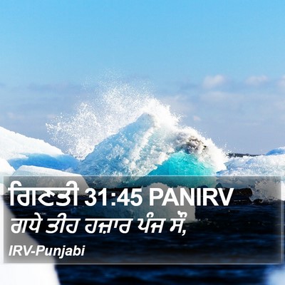 ਗਿਣਤੀ 31:45 PANIRV Bible Verse Image