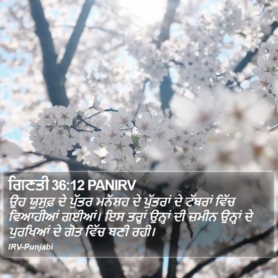 ਗਿਣਤੀ 36:12 PANIRV Bible Verse Image