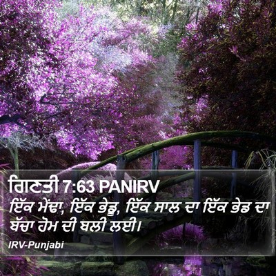 ਗਿਣਤੀ 7:63 PANIRV Bible Verse Image
