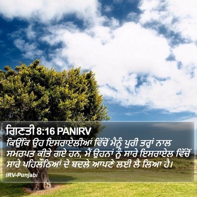 ਗਿਣਤੀ 8:16 PANIRV Bible Verse Image