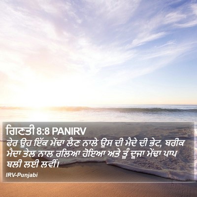 ਗਿਣਤੀ 8:8 PANIRV Bible Verse Image