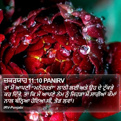 ਜ਼ਕਰਯਾਹ 11:10 PANIRV Bible Verse Image