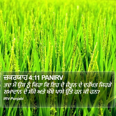 ਜ਼ਕਰਯਾਹ 4:11 PANIRV Bible Verse Image