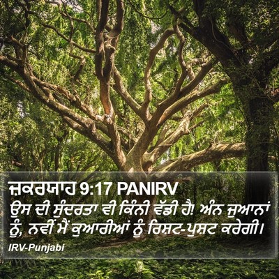 ਜ਼ਕਰਯਾਹ 9:17 PANIRV Bible Verse Image
