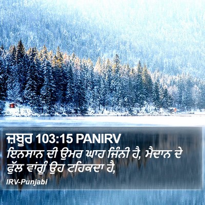 ਜ਼ਬੂਰ 103:15 PANIRV Bible Verse Image