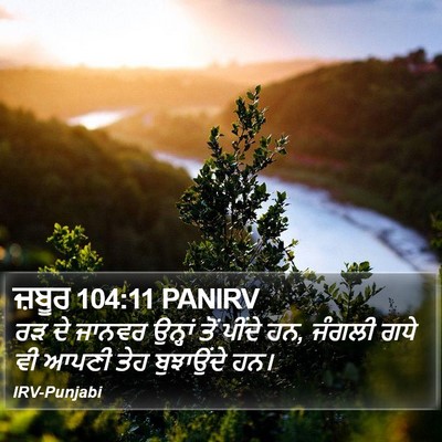 ਜ਼ਬੂਰ 104:11 PANIRV Bible Verse Image