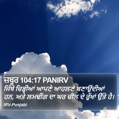 ਜ਼ਬੂਰ 104:17 PANIRV Bible Verse Image