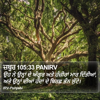 ਜ਼ਬੂਰ 105:33 PANIRV Bible Verse Image