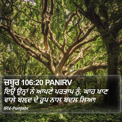 ਜ਼ਬੂਰ 106:20 PANIRV Bible Verse Image