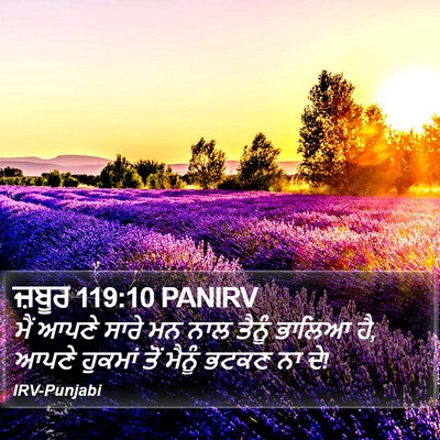 ਜ਼ਬੂਰ 119:10 PANIRV Bible Verse Image