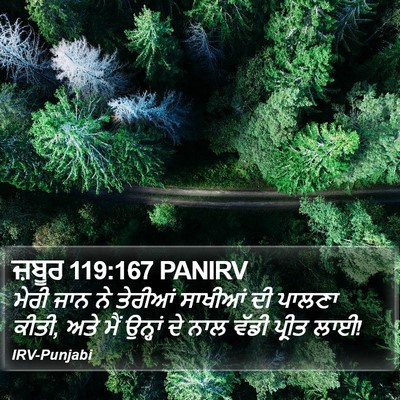 ਜ਼ਬੂਰ 119:167 PANIRV Bible Verse Image