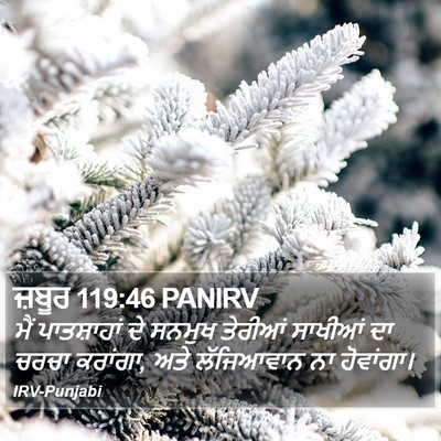 ਜ਼ਬੂਰ 119:46 PANIRV Bible Verse Image
