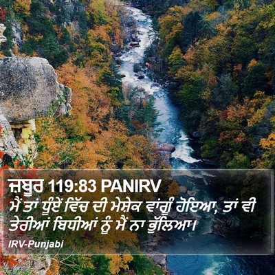 ਜ਼ਬੂਰ 119:83 PANIRV Bible Verse Image