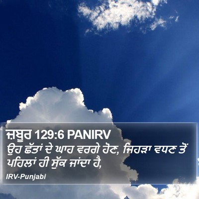 ਜ਼ਬੂਰ 129:6 PANIRV Bible Verse Image