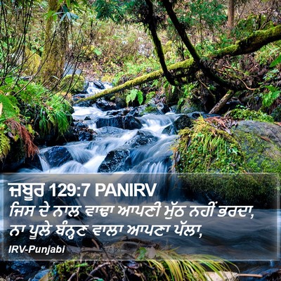 ਜ਼ਬੂਰ 129:7 PANIRV Bible Verse Image