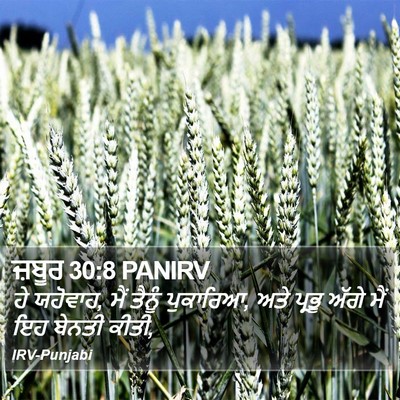 ਜ਼ਬੂਰ 30:8 PANIRV Bible Verse Image