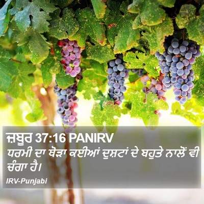 ਜ਼ਬੂਰ 37:16 PANIRV Bible Verse Image