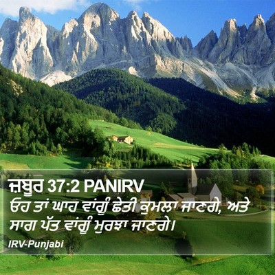 ਜ਼ਬੂਰ 37:2 PANIRV Bible Verse Image