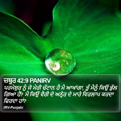 ਜ਼ਬੂਰ 42:9 PANIRV Bible Verse Image