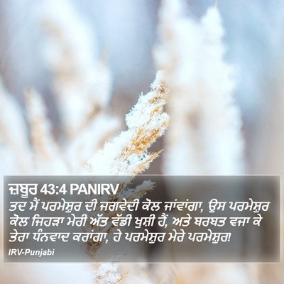 ਜ਼ਬੂਰ 43:4 PANIRV Bible Verse Image