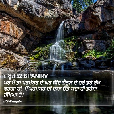 ਜ਼ਬੂਰ 52:8 PANIRV Bible Verse Image