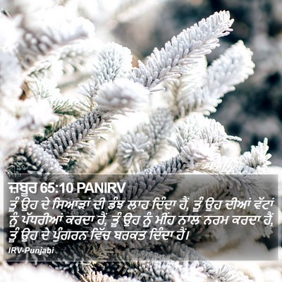 ਜ਼ਬੂਰ 65:10 PANIRV Bible Verse Image