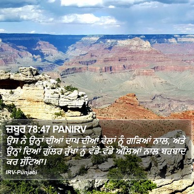 ਜ਼ਬੂਰ 78:47 PANIRV Bible Verse Image