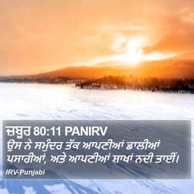 ਜ਼ਬੂਰ 80:11 PANIRV Bible Verse Image