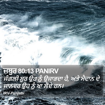 ਜ਼ਬੂਰ 80:13 PANIRV Bible Verse Image