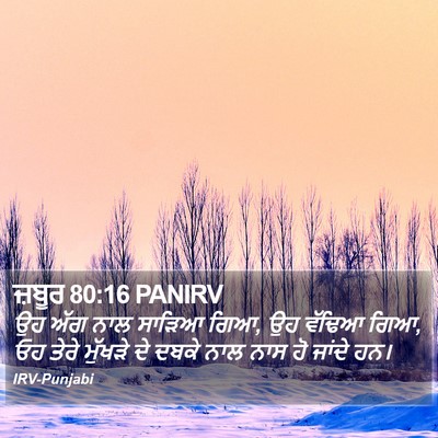 ਜ਼ਬੂਰ 80:16 PANIRV Bible Verse Image
