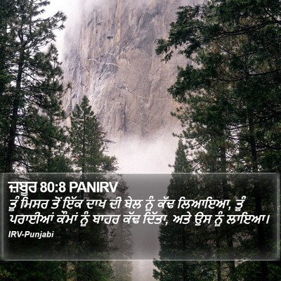 ਜ਼ਬੂਰ 80:8 PANIRV Bible Verse Image